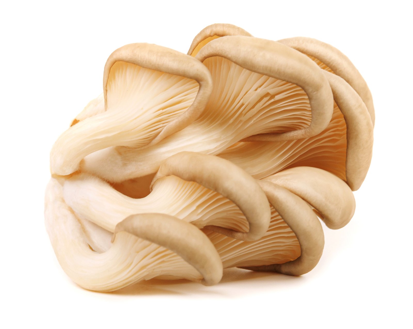 oyster-mushrooms